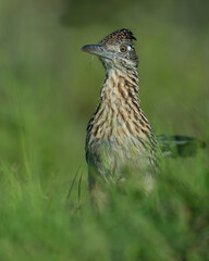 Wall Mural - Roadrunner