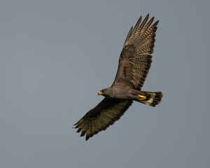 Wall Mural - Zone-tailed Hawk well out of normal range in Comanche County Oklahoma