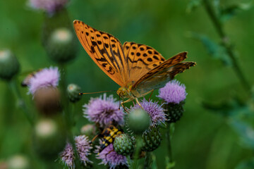 Wall Mural - A vibrant butterfly is peacefully resting on purple wildflowers in the natural environment