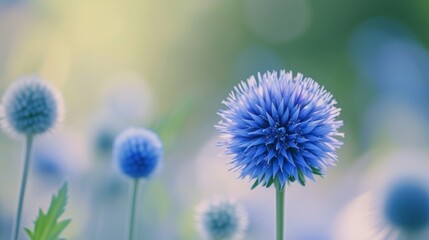 Canvas Print - Blue globe-thistle flower