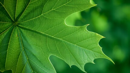 Sticker - Fresh maple leaf in spring