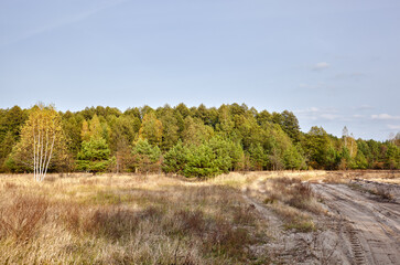 Wall Mural - Dense forest against the sky and meadows. Beautiful landscape of a row of trees and road to forest