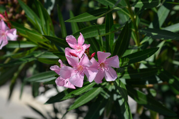 Wall Mural - Common oleander branch with flowers