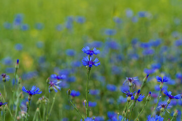 Wall Mural - Vibrant blue wildflowers bloom in a lush green field, creating a picturesque countryside landscape