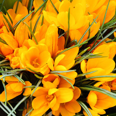 crocus flowers in a flowerbed. spring.