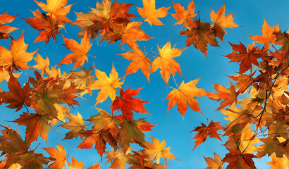 Poster - Autumnal vibrant orange maple leaves against blue sky