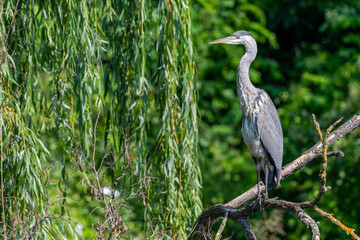 Grauhreiher