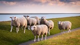 Fototapeta Big Ben - herd of sheep on a dike at the wadden sea in friesland netherlands