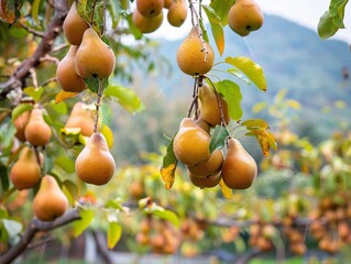 Harvest Time: Enchanting Pear Trees in a South Korean Orchard