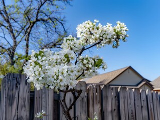 Springtime Splendor: Bradford Pear Blossoms in a Dallas Suburban Oasis