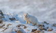 © The Nomad - Arctic Fox