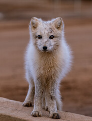 arctic fox