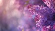 © 2rogan - Spring lilac park floral background with shallow depth of field