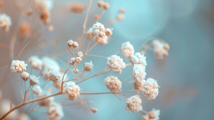 Canvas Print - Macro shot of dry gypsophila flower with soft natural blur background