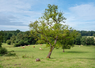 Wall Mural - brown limousin cows in green countryside of champagen ardennes in france