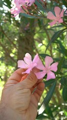 Wall Mural - Male hands touching the pink flowers of an oleander.