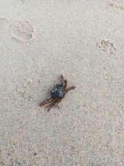 crab on the beach