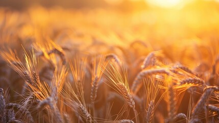 Sticker - Ripened rye field under setting sun