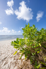 Wall Mural - tropical beach on the island of guam, us territory