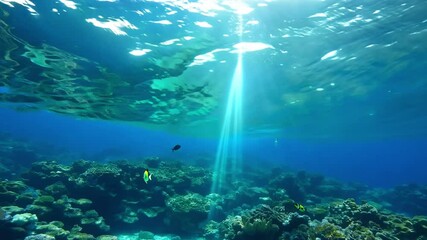 Wall Mural - Underwater coral reef in the sea or ocean 