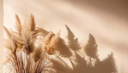 Wall Mural - abstract background with pampas grass natural shadows on a beige wall silhouette of reed on beige background