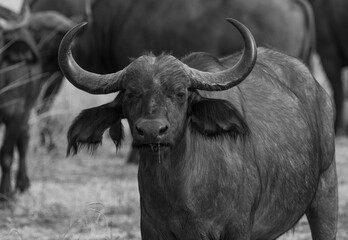 Wall Mural - cape buffalo, african buffalo, mfuwe, zambia, africa
