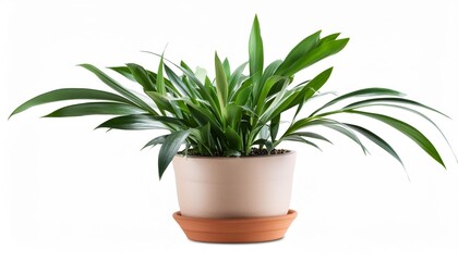 Sticker - beautiful plant in ceramic pot isolated on transparent or white background png