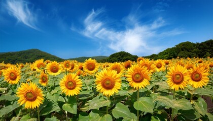 Wall Mural - sunflowers japan field of blooming sunflowers on a background blue sky