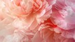 © Lasvu - Blurred peony petals close-up, rose-colored macro nature. Bloom backdrop with pink and white flowers, pastel floral pattern wallpaper.