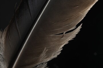 Canvas Print - Beautiful bird feather on black background, closeup