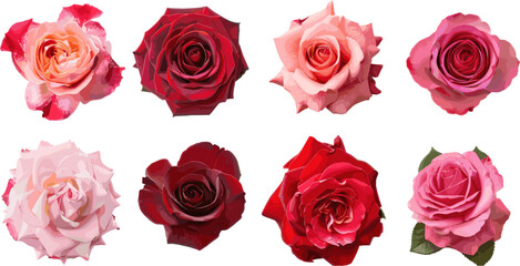 Wall Mural - set of rose petals in color style