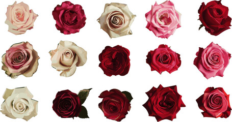 Wall Mural - set of rose flower petals in color style isolated on white