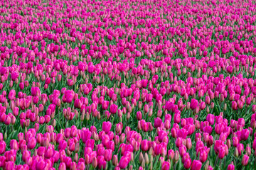 Field of tulips, rows of vibrant pink tulips in full bloom with dark green leaves, colorful fresh spring growth as a nature background
