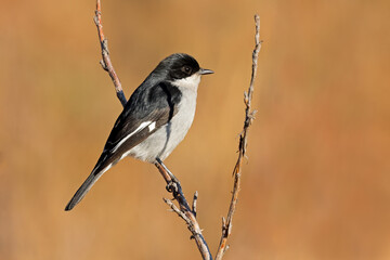 Wall Mural - a fiscal flycatcher (melaenornis silens) perched on a branch, south africa.