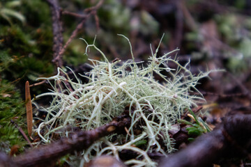 A Bearded Lichen grows heartily in Olympic National Park. High quality photo