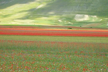 Colourful flowering in Piana di Castelluccio di Norcia. Summer landscape.