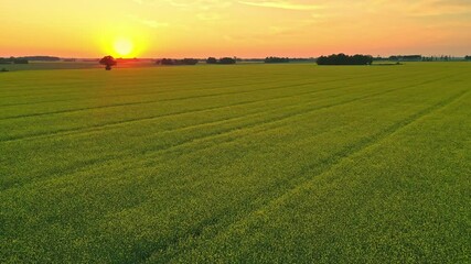 Wall Mural - aerial view of green grass field at a beautiful sunset with trees in the background