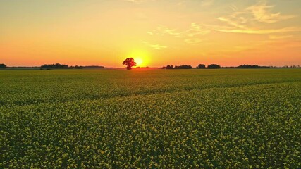 Wall Mural - aerial view of yellow flowers field at a beautiful sunset with trees in the background, going forwar