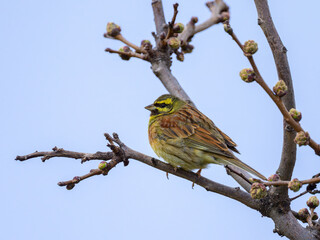 Poster - A Cirl Bunting sitting on a small twig