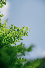 Wall Mural - green leaves on a sunny day