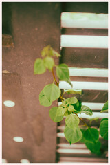 leaf from someone else's book,” both expressions for spiritual growth.leaves. leaf doodle. a person 