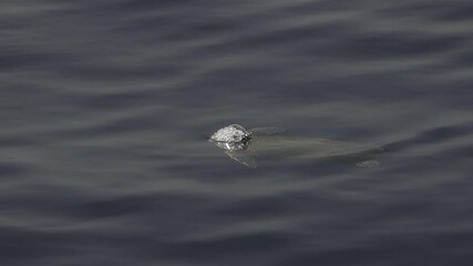 Canvas Print - Sea Turtle Caretta Caretta in mediterranean slow motion