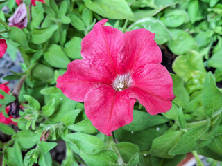 Wall Mural - Common garden petunia flower in the summer