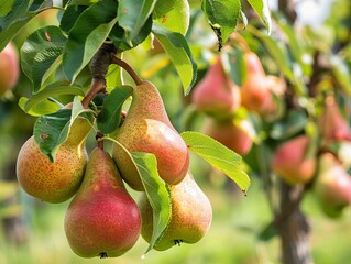 Golden Conference: Ripe Pears Beckon from Sunlit Orchard