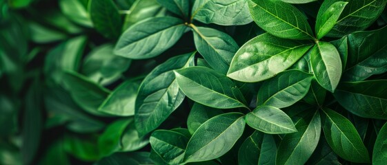 Wall Mural - lush green foliage background - vibrant texture of nature's emerald greens perfect for eco-friendly 