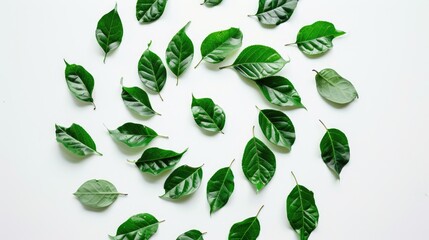 Canvas Print - Spiral of green leaves on white backdrop. Flat lay.