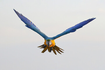 Wall Mural - Beautiful Blue and Gold Macaw parrot flying in the sky. Free flying bird