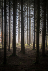 The Real Easy Company Foxholes Bois Jaques, Bastogne, Belgium