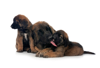 Poster - puppies Leonberger and mother in studio