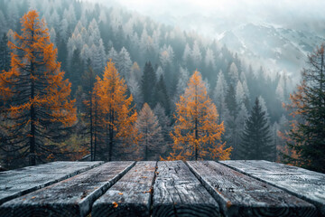 Poster - Empty wooden table top with a breathtaking view of a misty forest with golden larch trees in autumn